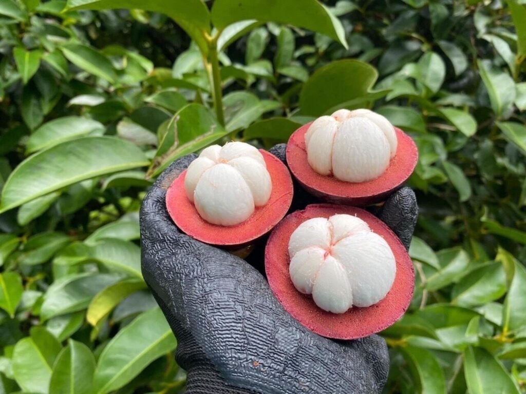Mangosteen Thip Phang Nga, a new GI product from Phang Nga