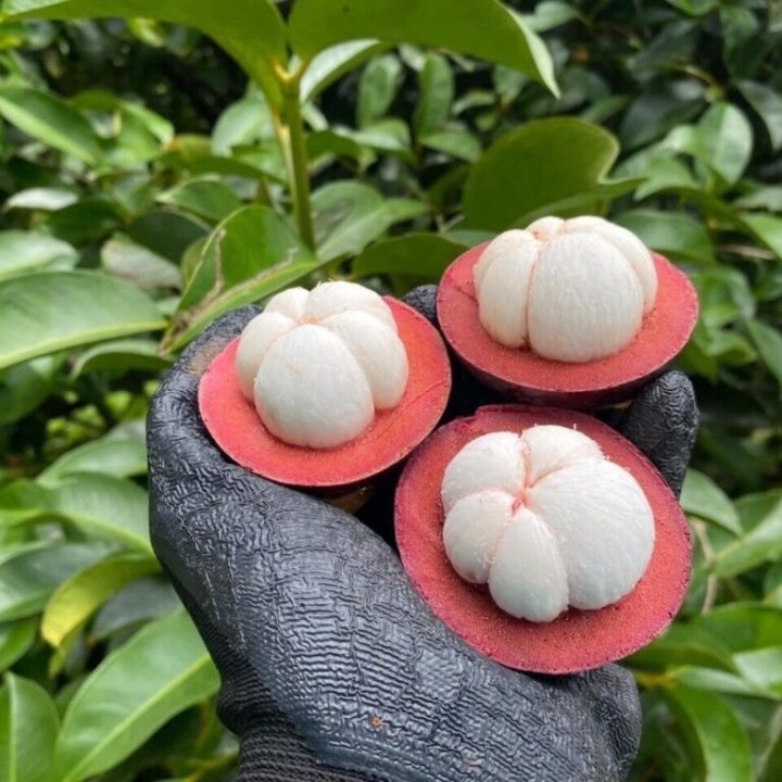 Mangosteen Thip Phang Nga, a new GI product from Phang Nga