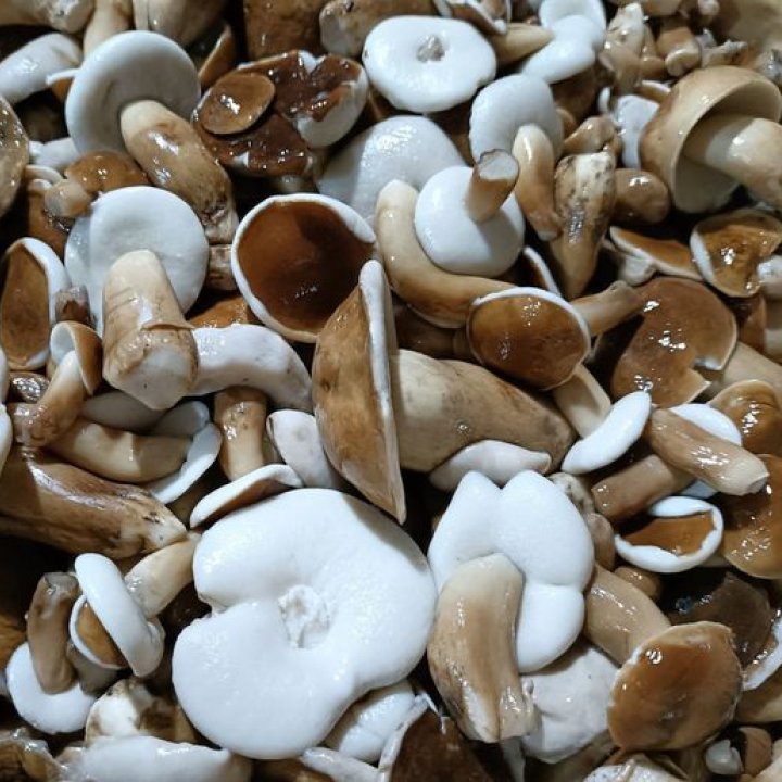Hed Med Mushrooms