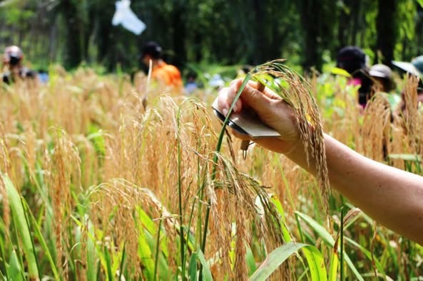 Taste & Shop! Khao Rai Dok Kha Phang Nga – Fragrant Local Rice You Can’t Miss!