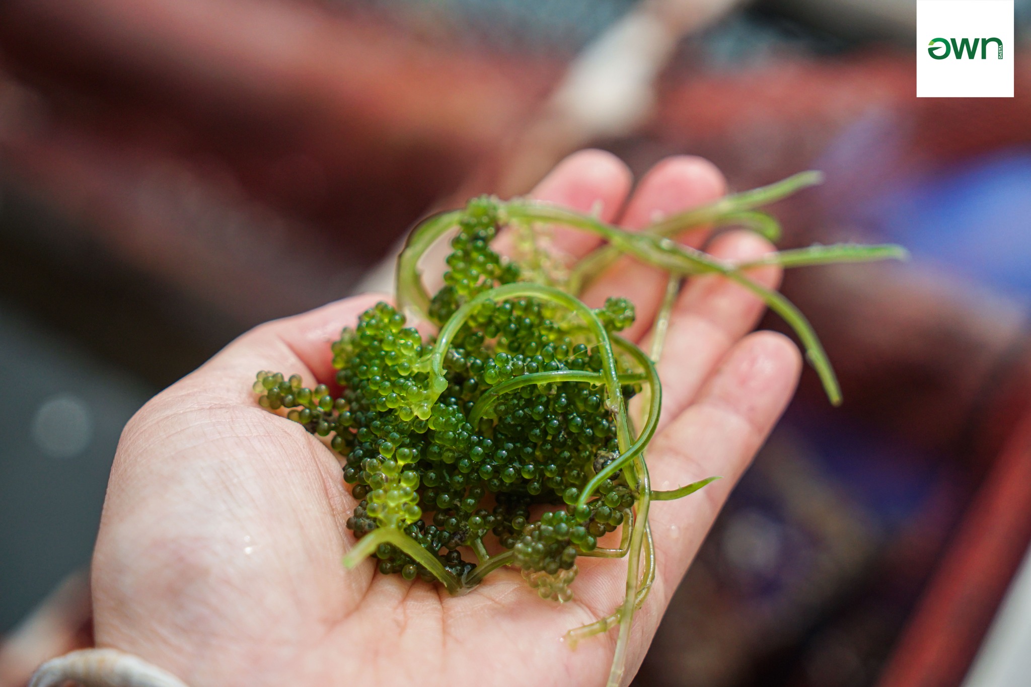 Travel Laem Sak the Low Carbon Way