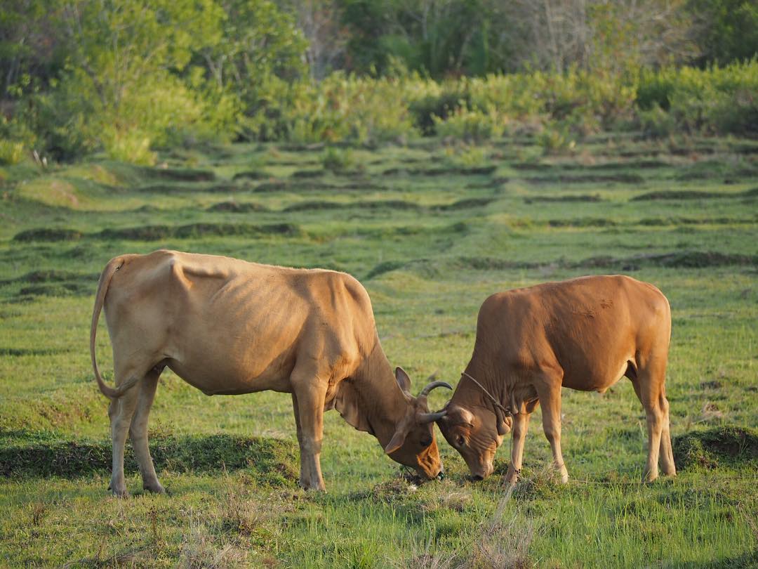 Phang Nga… Beautiful Seas, Green Hearts on the Andaman Coast
