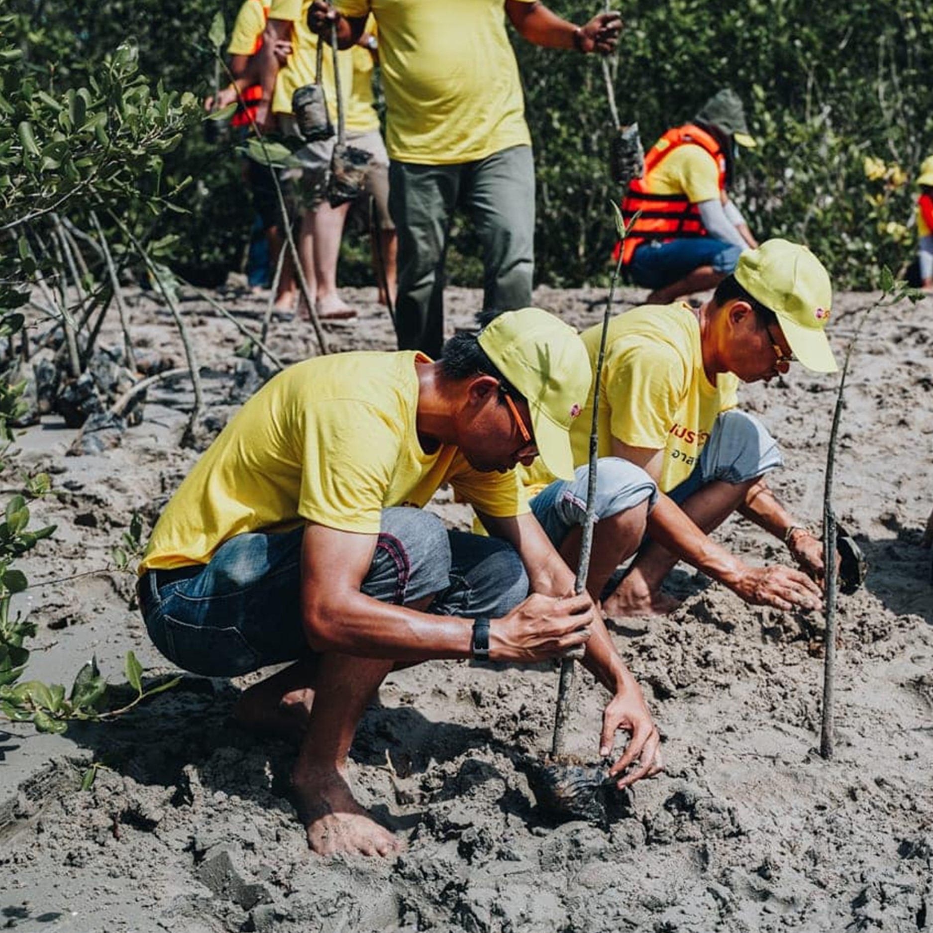 Planting seagrass for dugongs at Ban Mod Tanoi, Trang Province