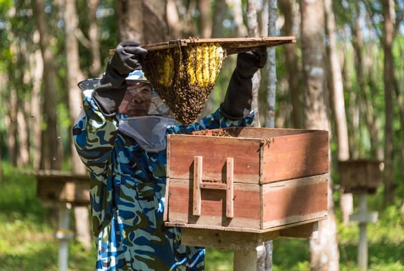 High Sweetness, Low Carbon! Meet the Tiny Superheroes of Ban Nai Nang, Krabi