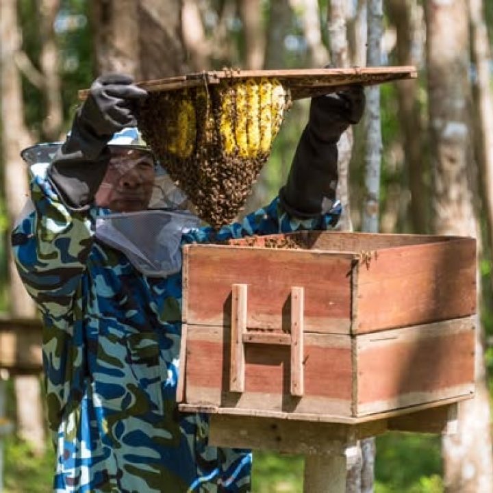High Sweetness, Low Carbon! Meet the Tiny Superheroes of Ban Nai Nang, Krabi