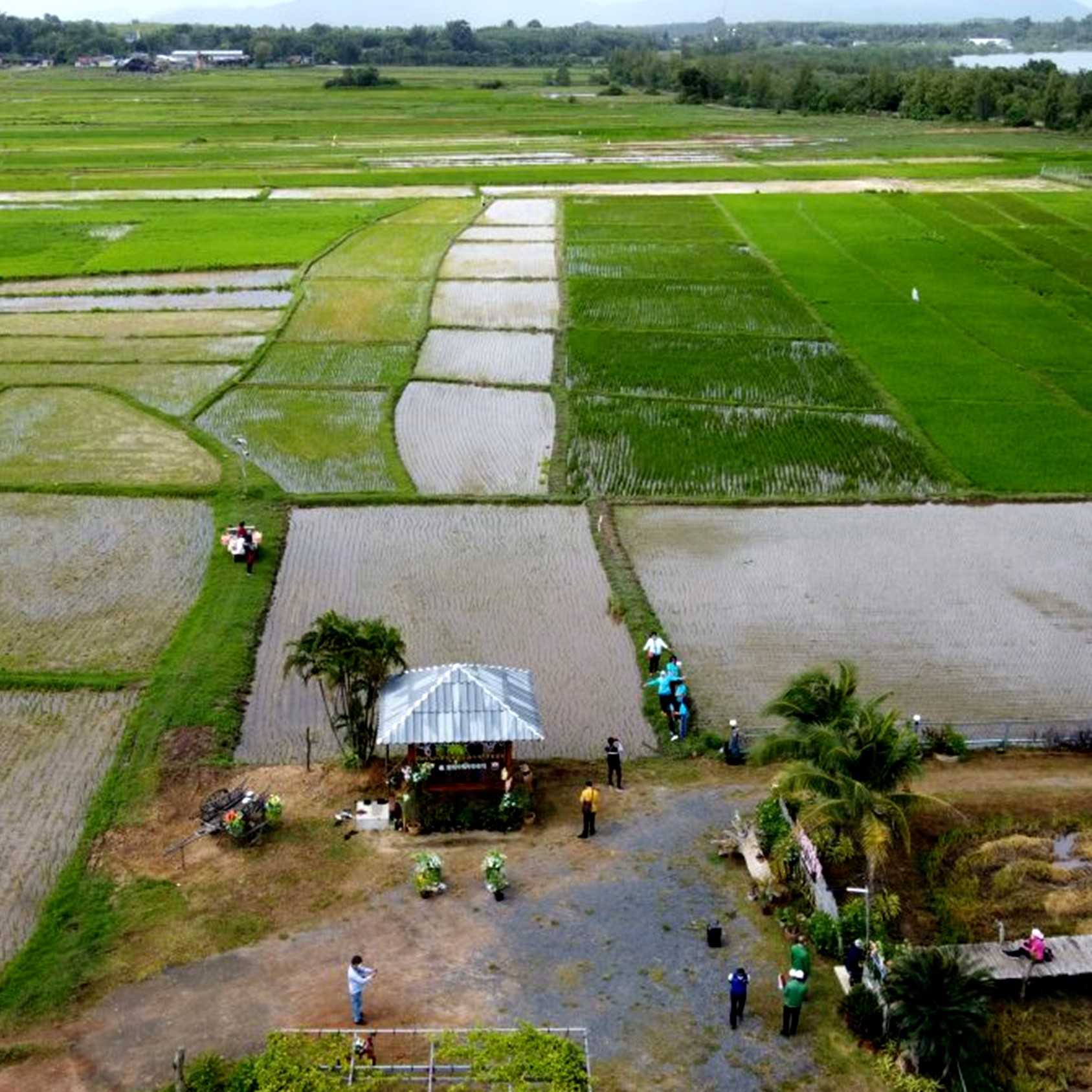 ยลวิถีนาข้าว & ควาย ชุมชนบ้านน้ำจืด @ เกาะยาวน้อย