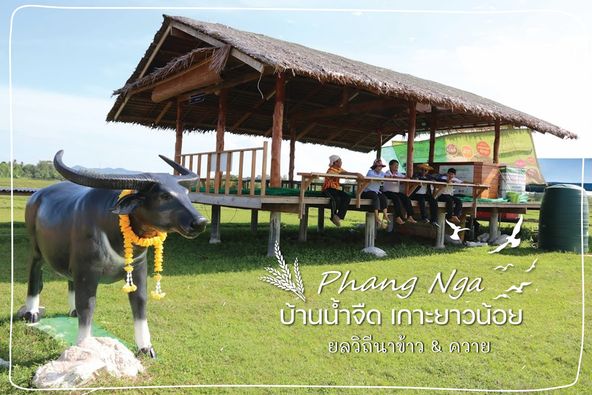 ยลวิถีนาข้าว & ควาย ชุมชนบ้านน้ำจืด @ เกาะยาวน้อย