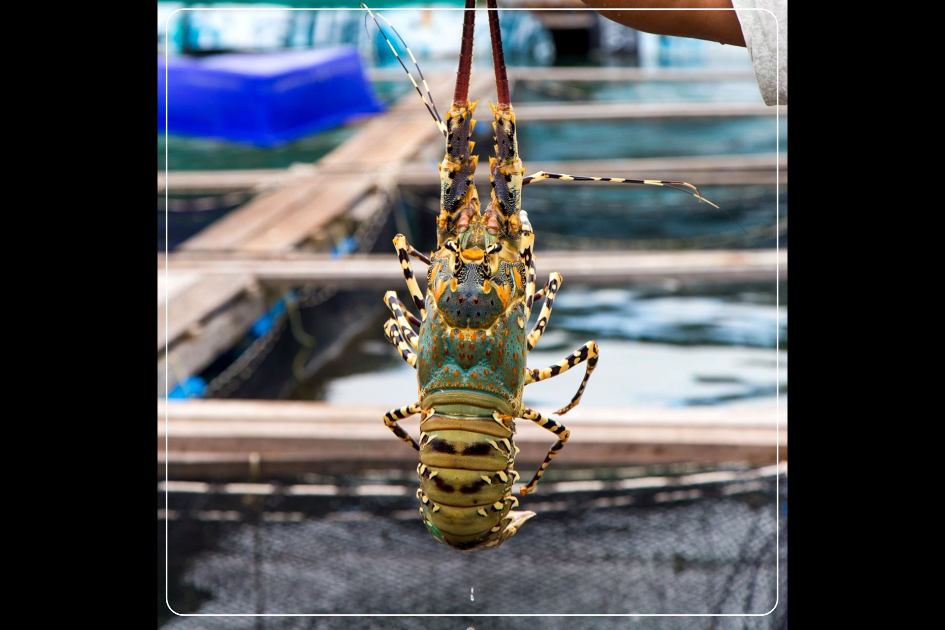 Lobster 7 colors, Tha Chatchai community tourism