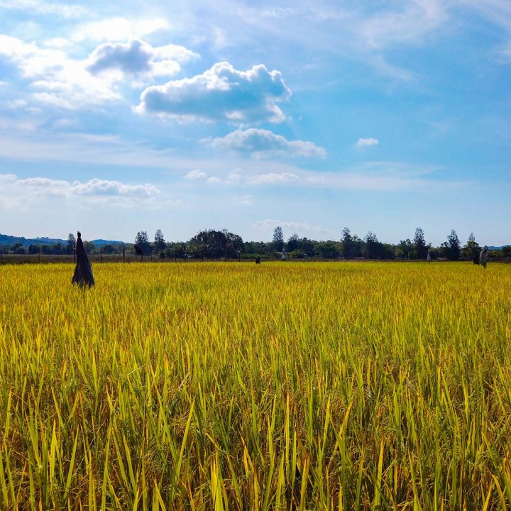 Rice Fields in the Middle of Koh Yao Noi