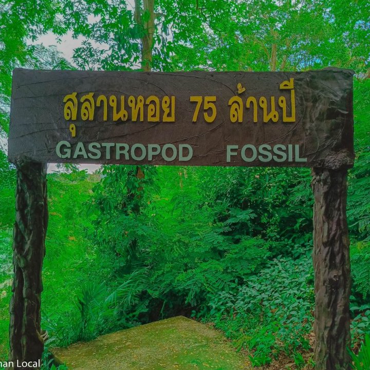 75-Million-Year-Old Shell Cemetery