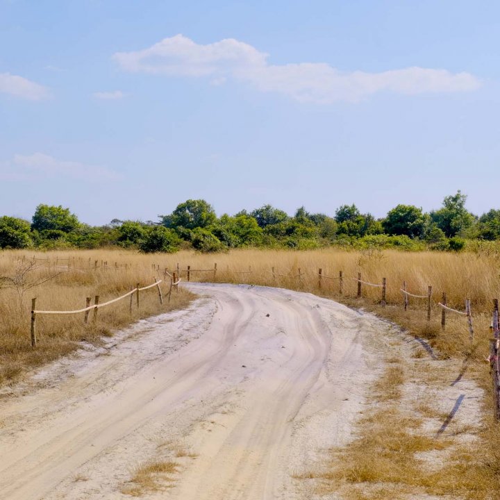 Savanna Grassland