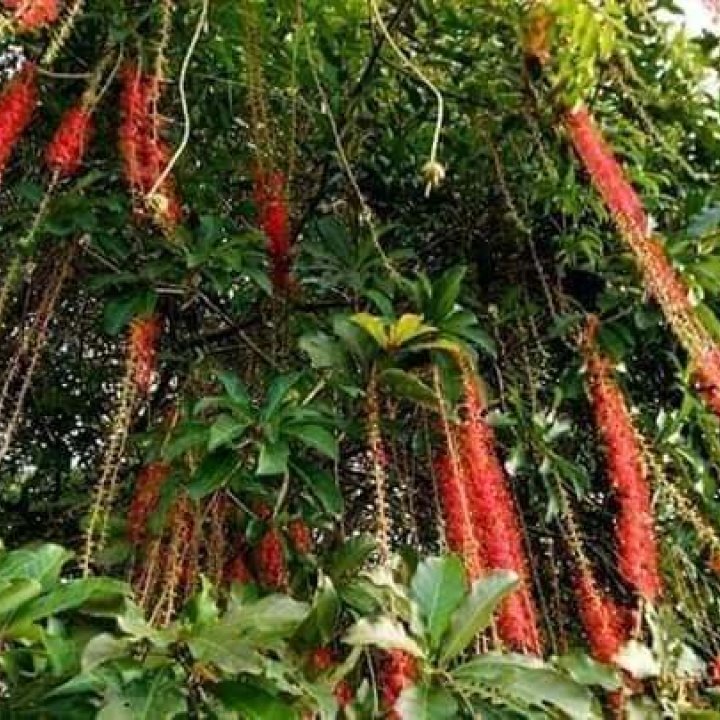 Baan Nong-Thale Community Based Tourism