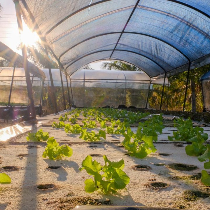 Baan Tha Din Dang Community Based Tourism Activities - Visiting the hydroponics vegetable garden