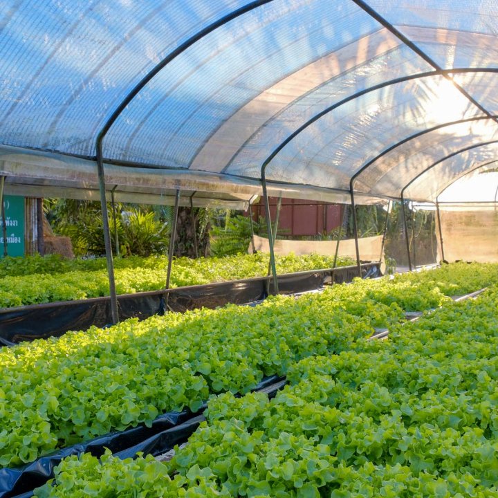 Baan Tha Din Dang Community Based Tourism Activities - Visiting the hydroponics vegetable garden