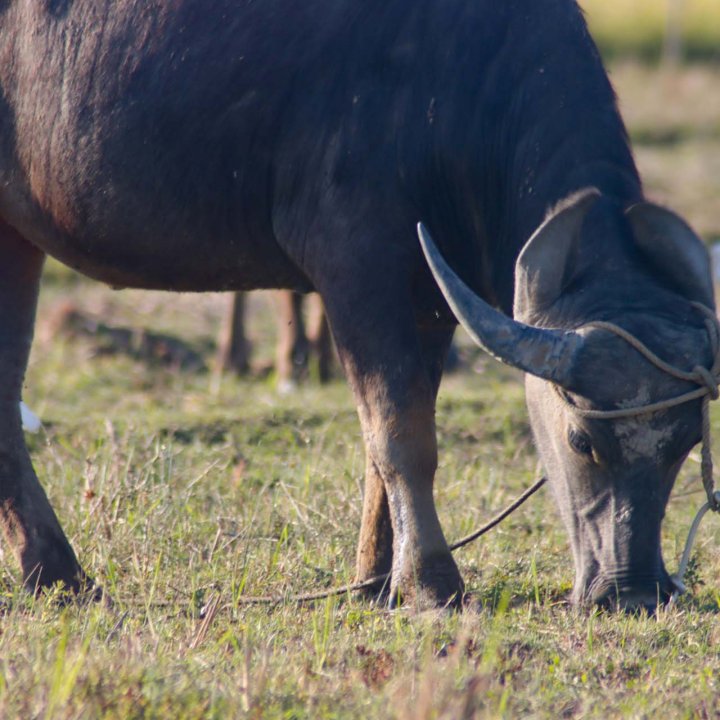 Baan Nam Chuet Community Based Tourism Activities - Stop by to see over 700 Rai of paddy fields and over 200 buffaloes