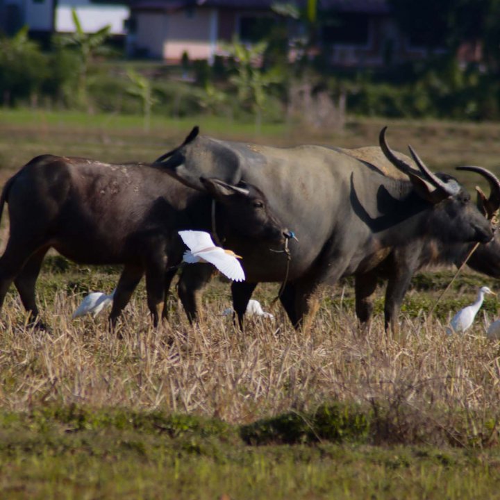 Baan Nam Chuet Community Based Tourism Activities - Stop by to see over 700 Rai of paddy fields and over 200 buffaloes
